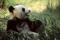 Panda Reserve - Chengdu, China