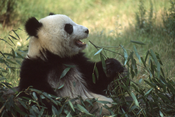 Panda Reserve - Chengdu, China