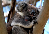 Mother & Child, Kangaroo Is. Australia-