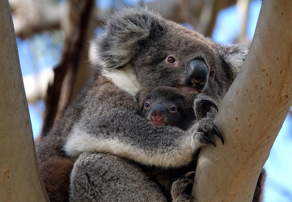 Mother & Child, Kangaroo Is. Australia-