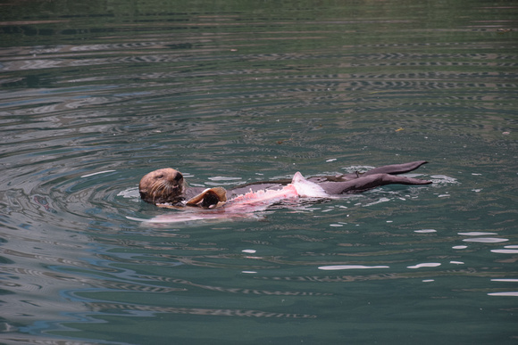 This is the Life, Sea Otter, Kinai, Alaska