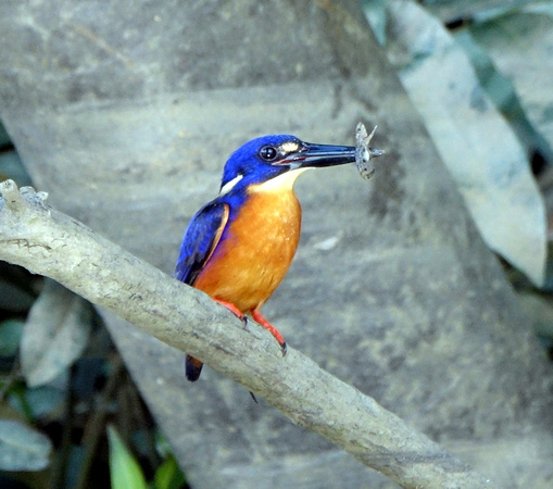 Azure Kingfisher (with lunch) Daintree, Australia - Martin Gold