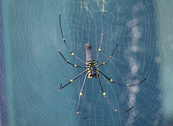 A Daintree Spider, Australia -