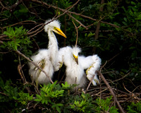 Great egret nestlings - Carol Martinez