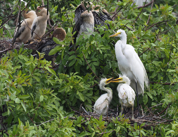 JIM REDMOND Bird chicks