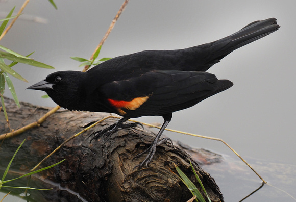 JIM REDMOND Redwing Black Bird