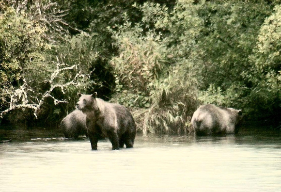 GRIZZLIES FISHING FOR SALMON - Betty Dollries