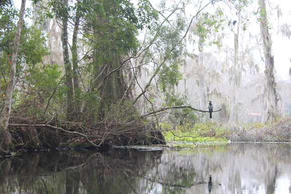 Swamp Study before Betty Dollries